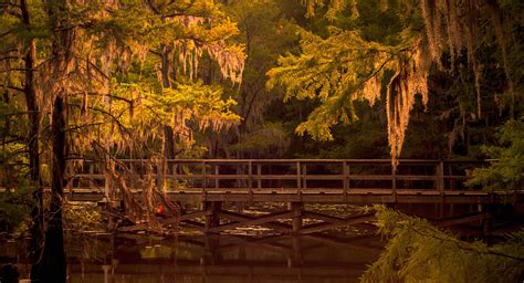 Caddo Lake State Park, a Texas State Park located near Marshall, Shreveport