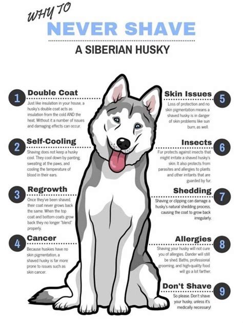 Please take care of your husky. : husky