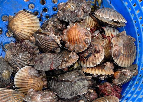 RWU offers spring shellfish farming class | EastBayRI.com - News ...