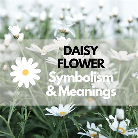 Daisy Flower: Symbolism, Meanings, and History - Symbol Genie