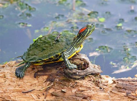 How to Easily Clean a Red Eared Slider's Turtle Shell - TurtleHolic