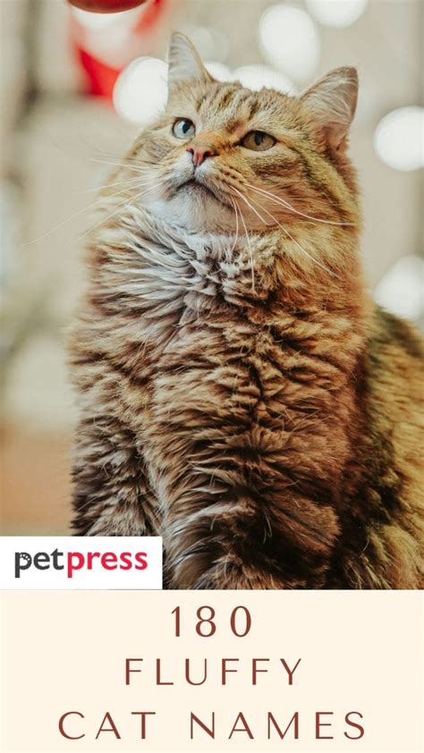 180 Fluffy Cat Names For Your Fluffy Kittens - PetPress