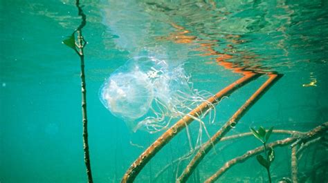 Deadly Box Jellyfish Danger A Widespread Problem