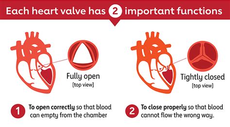 Heart Valves and Circulation | American Heart Association