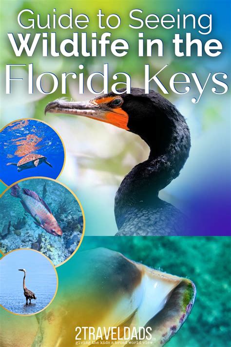 Guide to Seeing Wildlife in the Florida Keys - 2TravelDads