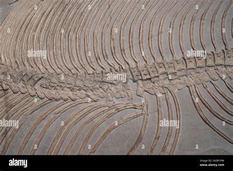 dinosaur skeleton on display inside a museum Stock Photo - Alamy