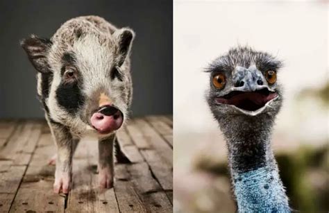 Top 11 Unique And Exotic Farm Animals You Need To Know - Animal Kooky