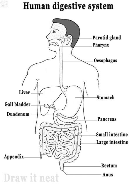 Step by step tutorials on drawing biology diagrams. | Human digestive ...