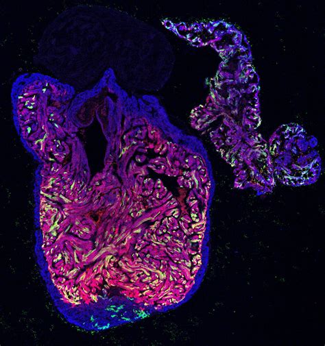 Scientists describe the mechanism of heart regeneration in the zebrafish