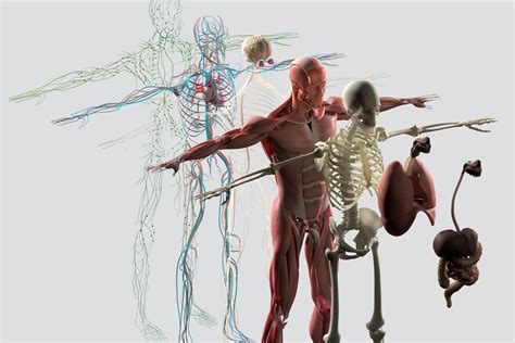 What Systems of the Body Are Affected by Rheumatoid Arthritis?