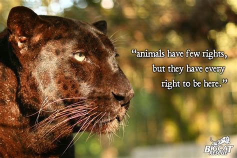 Saber the black leopard.... #animal #quotes Black Panthers, Animal Welfare Quote, Welfare Quotes ...