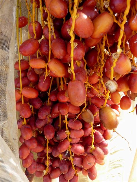 Seasonal color: Orange fruit clusters in fall that must be bagged to ...