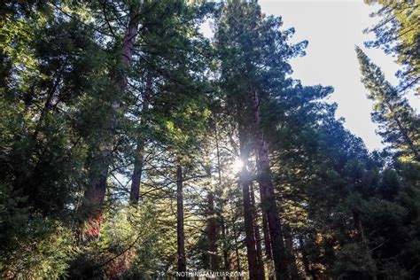 Redwoods Treewalk: The Best Way to See the Rotorua Forest