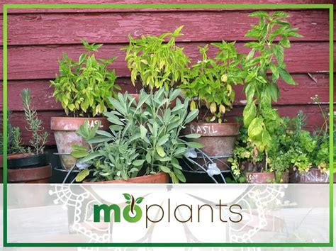 Herb Gardening 101: An All-Around Guide for Beginners - Mo Plants