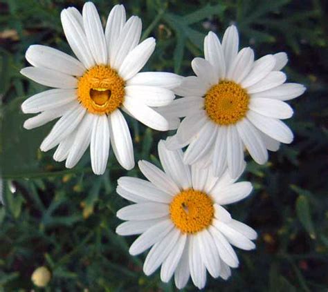 Flowering Plants: Daisies, Daisy - FLOWERING PLANTS,