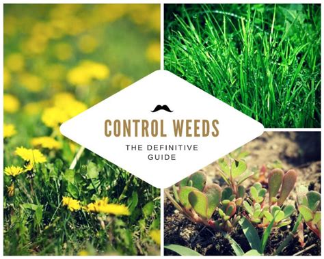 Weed Control - How to Get Rid of Weeds: The Definitive Guide