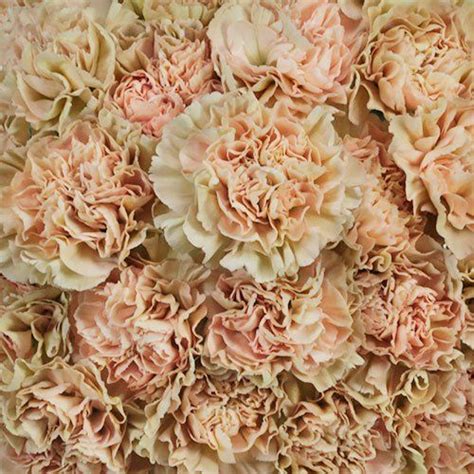 Antique Creamy Peach Carnations| FiftyFlowers.com | Peach flowers, Carnations, Flowers