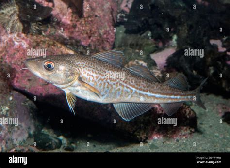 Atlantic Cod juvenile swimming left Stock Photo - Alamy