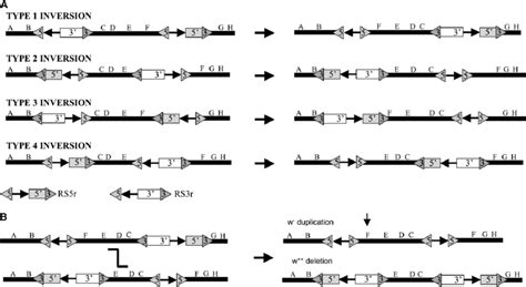 —Inversion types and the generation of aneuploid chromosomes. (A) Four... | Download Scientific ...