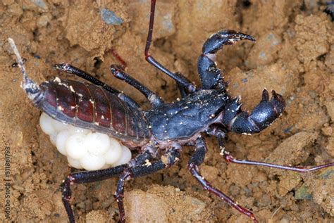 Foto Stock Whip Scorpion, Uroproctus assamensis. A rare order arachnids called Uropygids.This ...