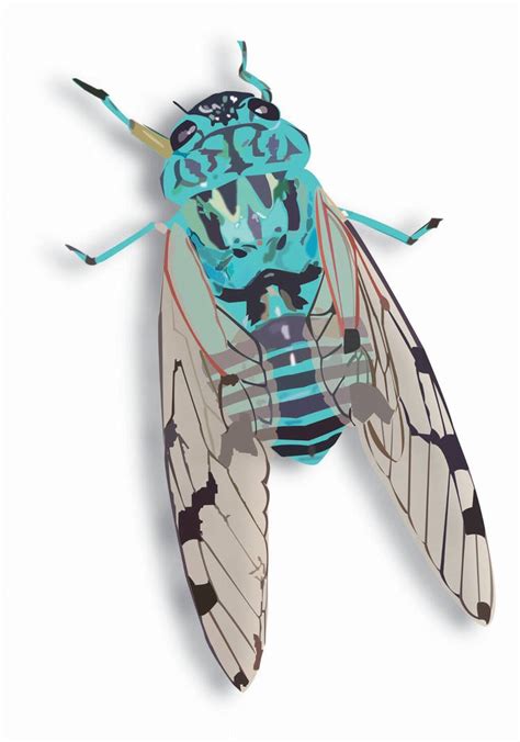 Cicada Vector Illustration Project by chkimbrough on DeviantArt