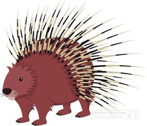 Porcupine Clipart-porcupine animal clipart