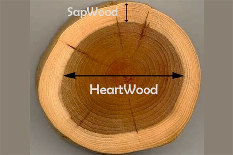 Sapwood and Heartwood: Uses, Strength, Durability & Pros Cons ...