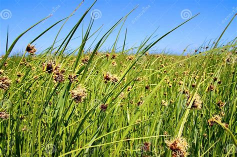 Beautiful Flowering Marram Grass Along the Beach on the Dutch Wadden ...