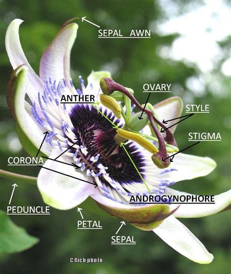 Discovering Passion, the Flowers of Passiflora - Garden.org