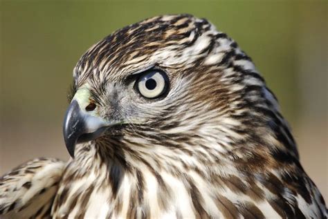 Northern Goshawk | Juvenile Female. Kiptopeke, VA | Jeff B | Flickr