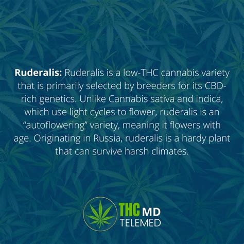 Common Cannabis Terms: Ruderalis - THCMD TELEMED