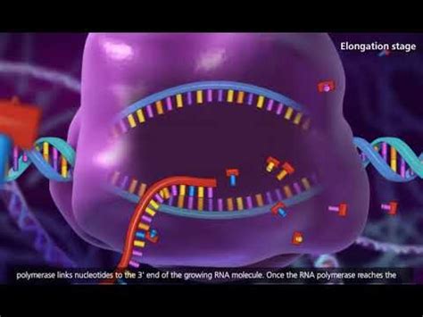 DNA transcription and translation Animation - YouTube