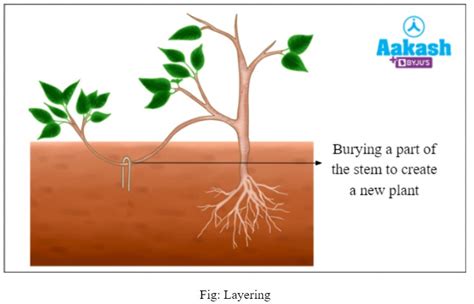 Vegetative Propagation: Definition, Advantages & Examples | AESL