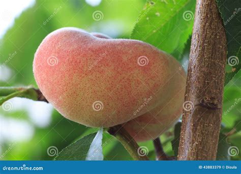 Donut peach at the tree stock image. Image of trunk, sweet - 43883379