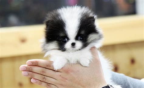 teacup pomsky puppies | Pets Photos | Toy pomeranian puppies, Pomeranian dog, Pomeranian puppy