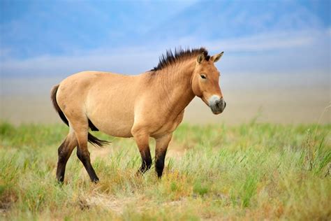 Le retour des chevaux de Przewalski en Mongolie | Voyage Mongolie