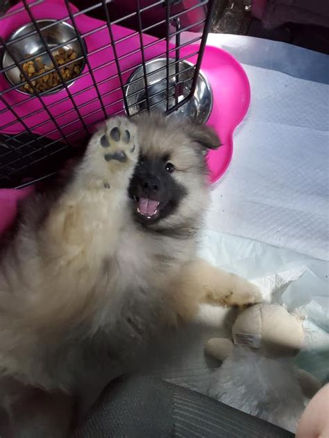 Keeshond Puppies For Sale