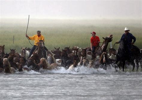 The Annual Chincoteague Pony Swim | Amusing Planet