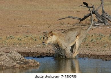 African Lion Jumping Over Water Stock Photo 747500737 | Shutterstock