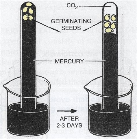 Describe one experiment germinating seeds can respire in total absence of air | KnowledgeBoat