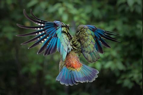 birds, Animals, Colorful, New Zealand, Parrot, Kea, Feathers Wallpapers ...