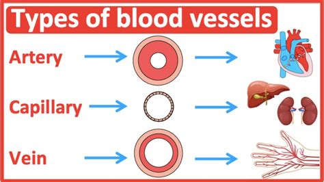 Types of blood vessels | Artery, capillary & vein | Easy learning video - YouTube