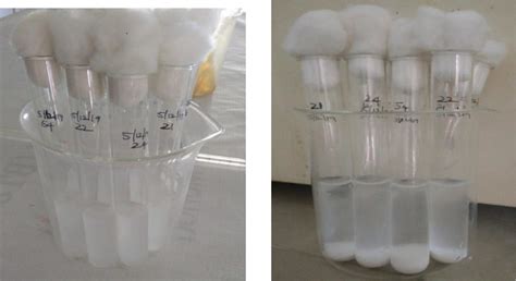 Images of calcium carbonate formation for all cultures. | Download Scientific Diagram