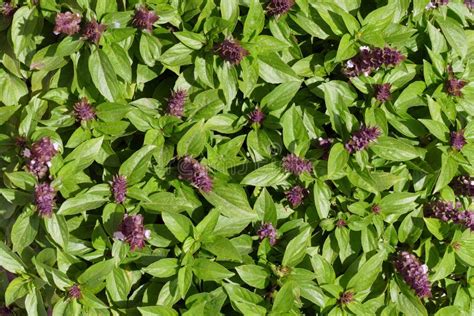 Beautiful Green Basil with Purple Flowers Stock Photo - Image of basil, agriculture: 169106934