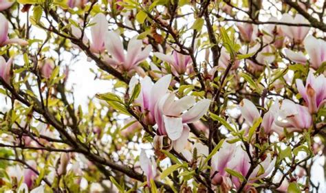 80+ Yulan Magnolia Photos Stock Photos, Pictures & Royalty-Free Images ...