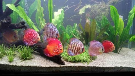 Discus Fish Care: Lifespan, Tank Mates, Diet, & Health (Tank Setup ...