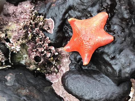 Rocky shore | Habitats | Monterey Bay Aquarium