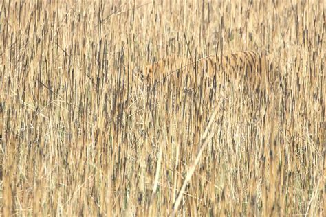 🔥 Tiger camo in full effect 🔥 : r/NatureIsFuckingLit