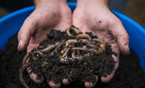 How To Start Composting In A Five-Gallon Bucket