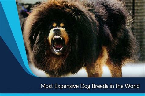 What Is The Most Expensive Dog